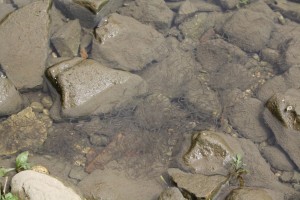 IMG_0477_risultato